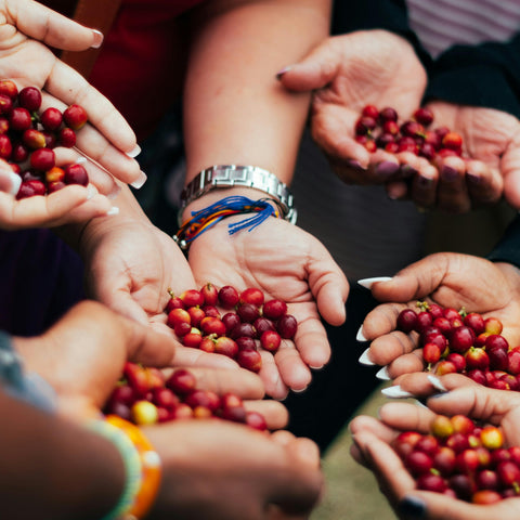 What is Specialty Coffee? Understanding What Makes It Different